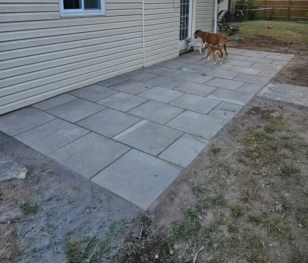 After: finished paver patio running from the door out to the lawn, with two dogs on the pavers.